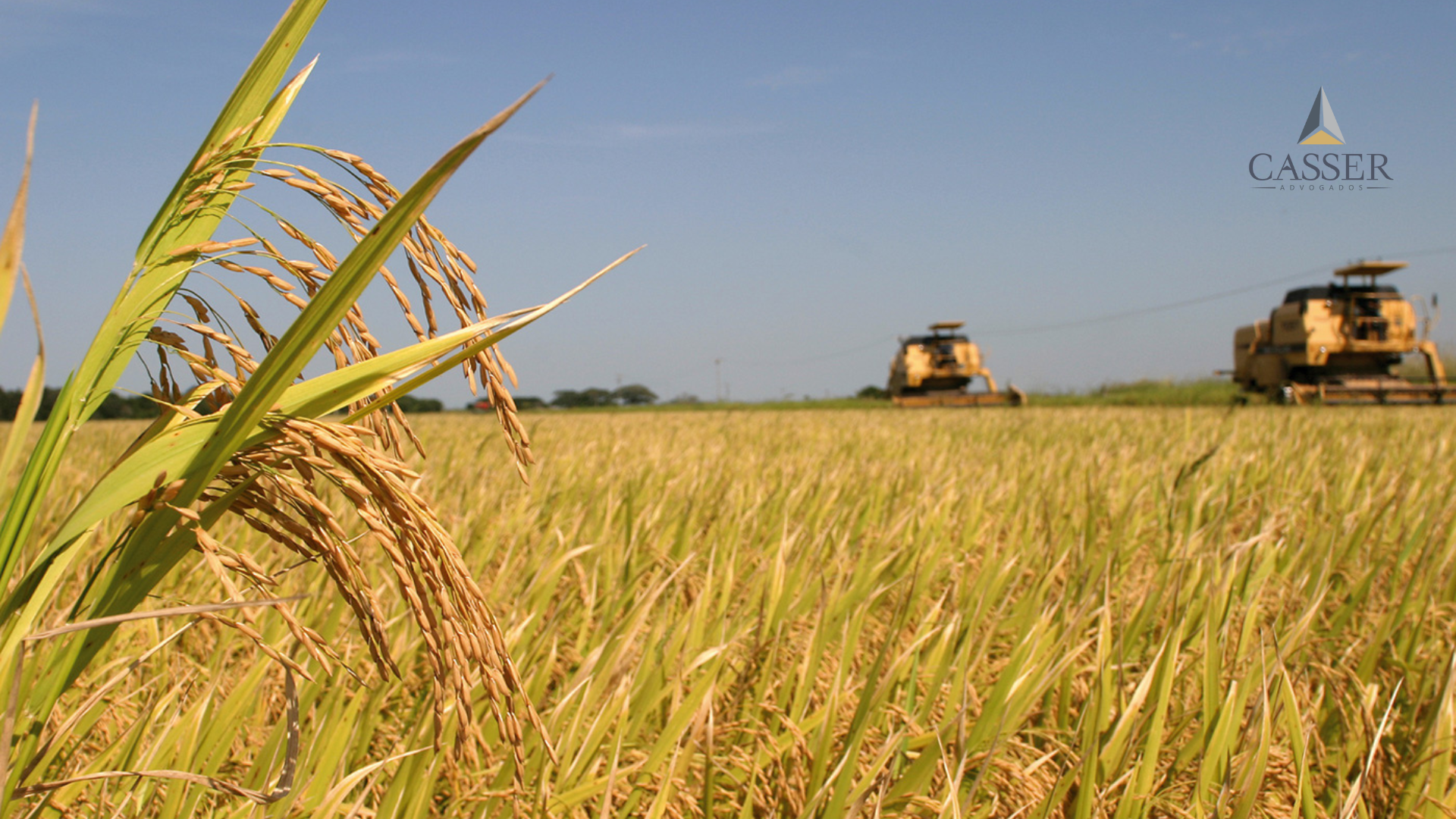 CNA questiona importação de arroz após tragédia climática no RS